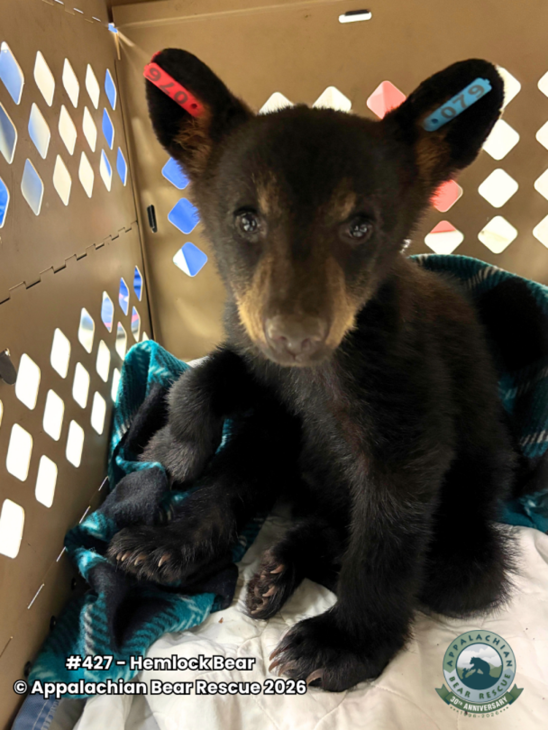 ABR Newsflash Bear 427 FB Post Hemlock