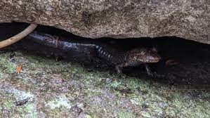 black bellied salamander