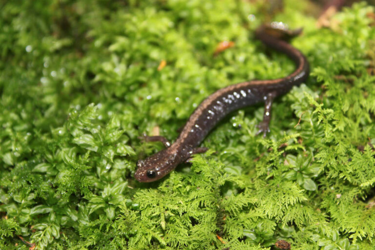Shenandoah-Salamander-Photo-by-Brian-Bratwicke-USFWS-PUBLIC-DOMAIN-768x512.jpg