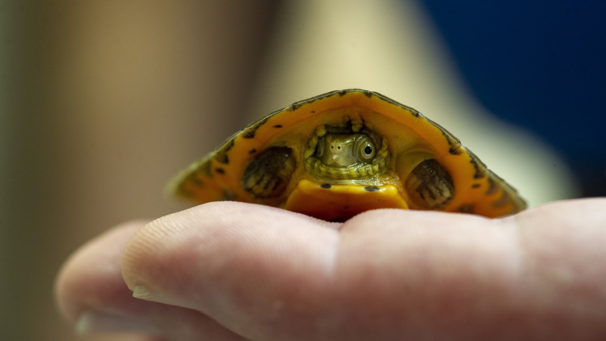 Tennessee Aquarium Herpetology Coordinator holds a recently hatched Four eyed Turtle