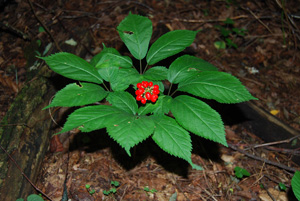 american ginseng with fruit