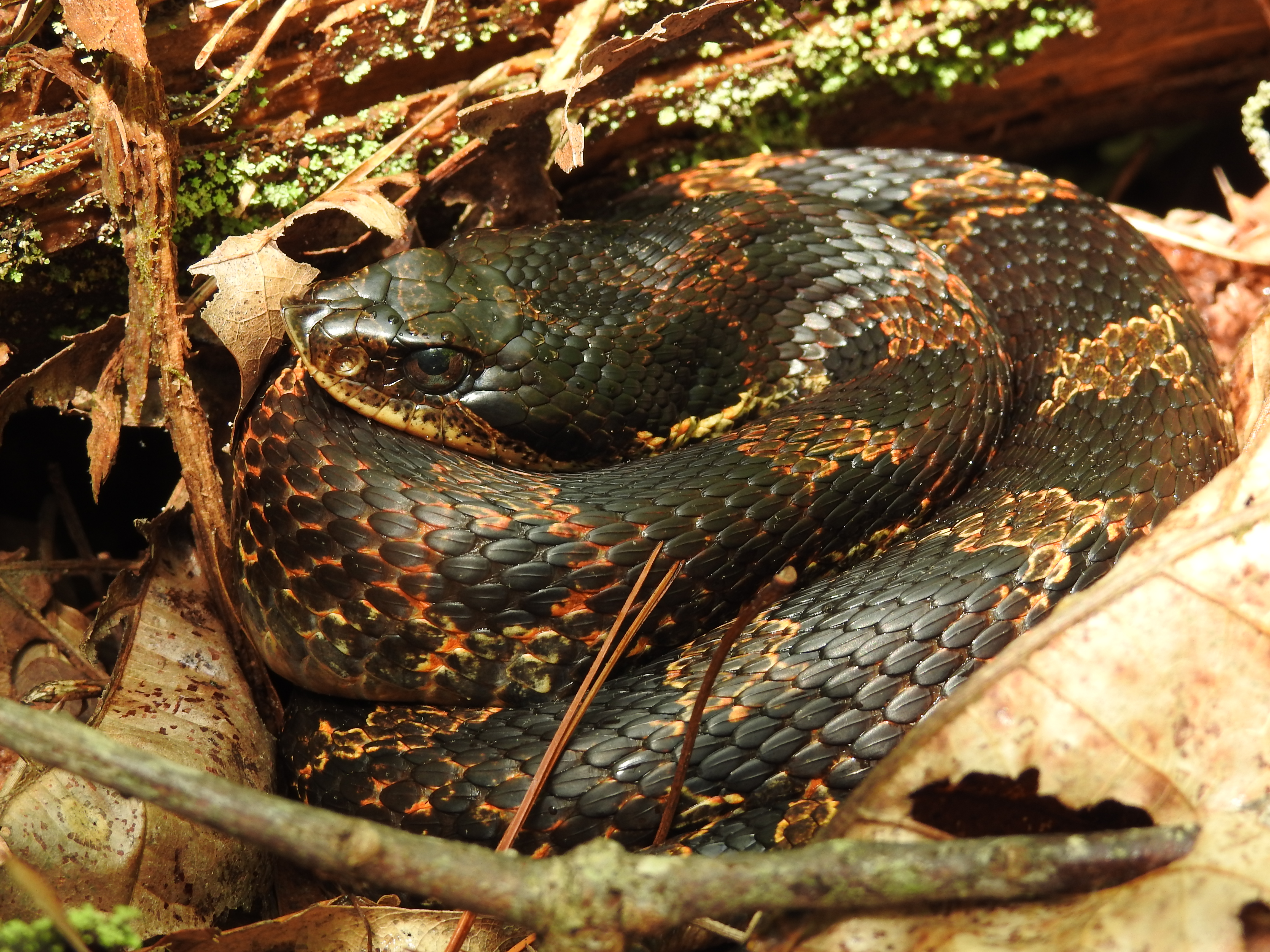 Eastern hognose snake plays dead after dramatic performance