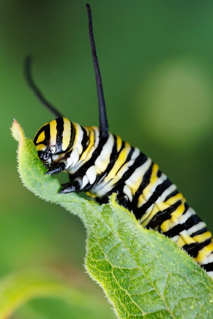 A Monarch Butterfly caterpillar (Danaus plexippus) eats a Swamp Milkweed leaf on the Aquarium Plaza.